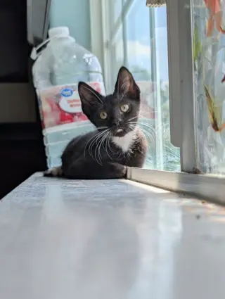 Saison