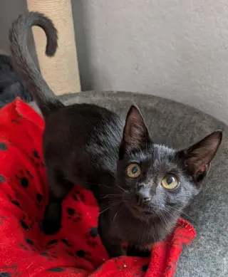 Minky