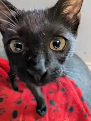Minky