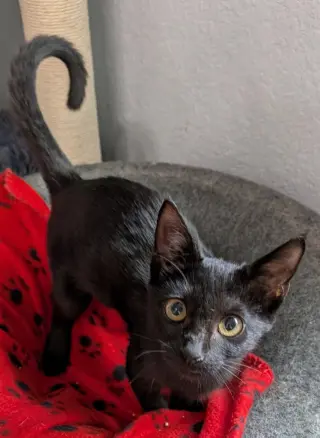 Minky