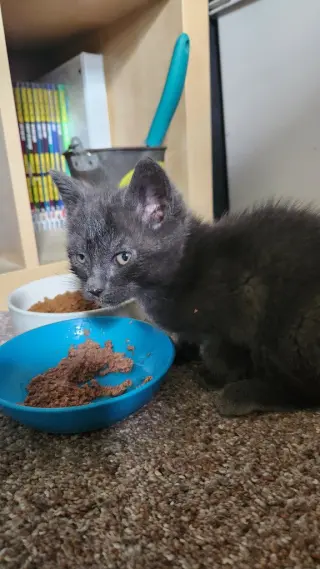 Nacho