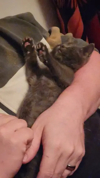Nacho