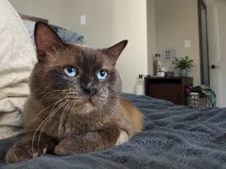 Colonel McNibbles