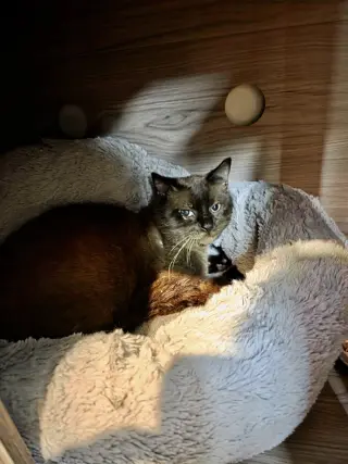 Colonel McNibbles