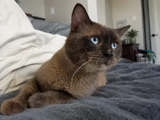 Colonel McNibbles