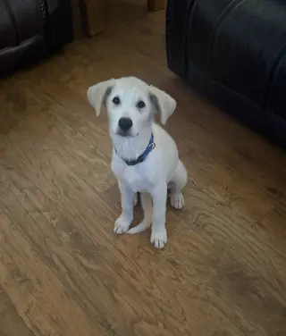 Poe