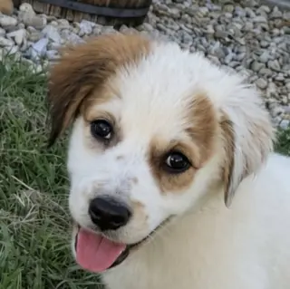 Sugar Belle