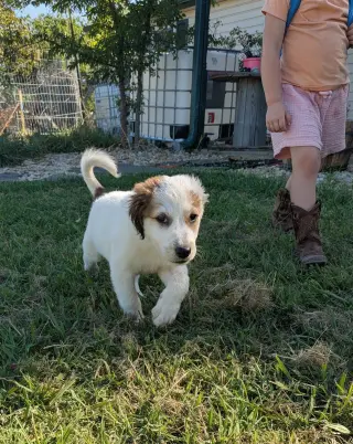 Sugar Belle