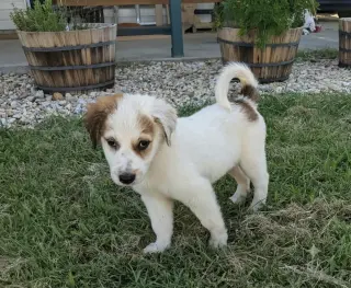 Sugar Belle