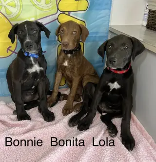 Bonny