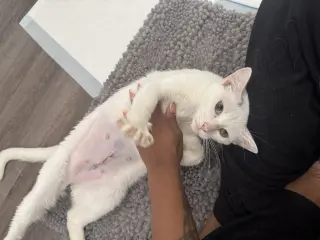 Bunny BONDED with Tuna