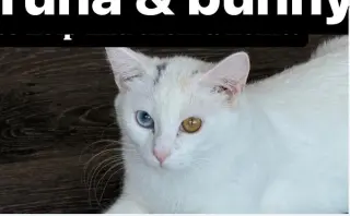 Bunny BONDED with Tuna