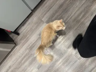 Tuna BONDED with Bunny