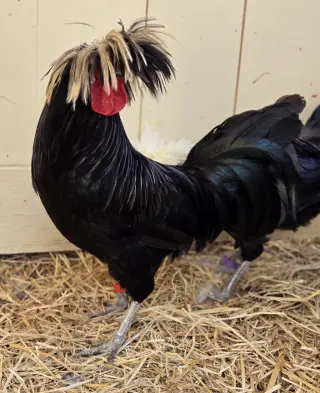 Cornelius