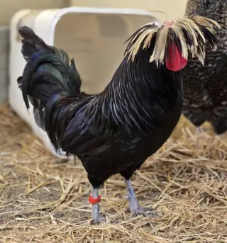 Cornelius