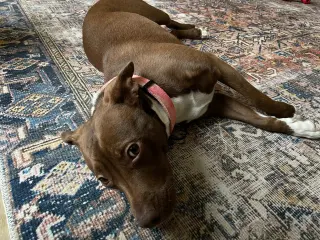 Reese