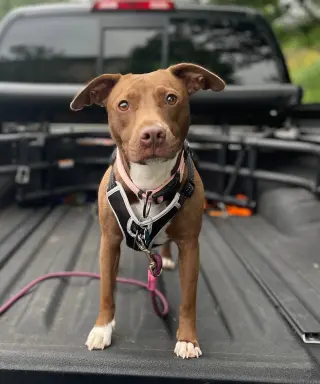 Reese