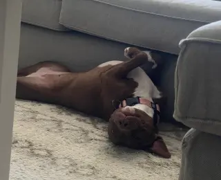 Reese