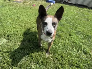 Leo