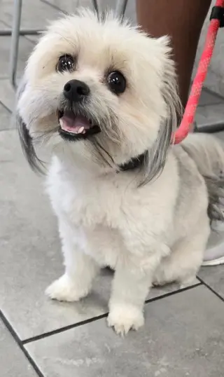 Lily Shih Tzu