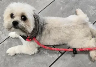Lily Shih Tzu