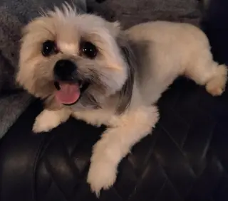 Lily Shih Tzu
