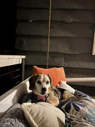 Bagel