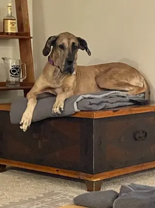 Lucy