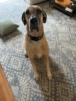 Lucy