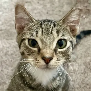 Navi