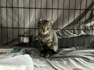Navi