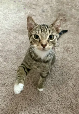 Navi