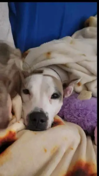 Daisy - She'll Bloom in Your Heart Forever