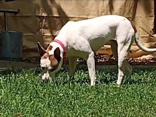 Daisy - She'll Bloom in Your Heart Forever