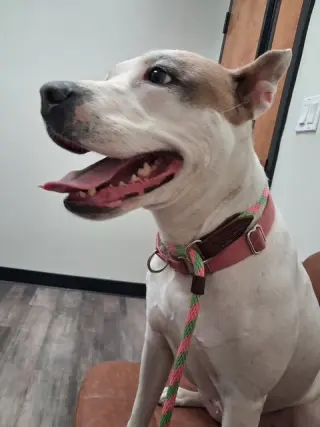 Daisy - She'll Bloom in Your Heart Forever