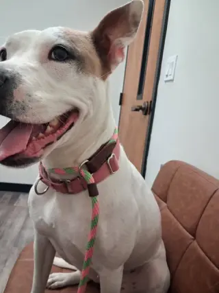 Daisy - She'll Bloom in Your Heart Forever