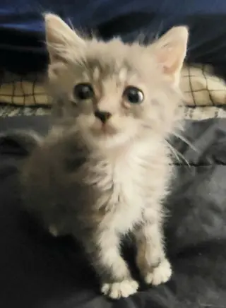 Milky
