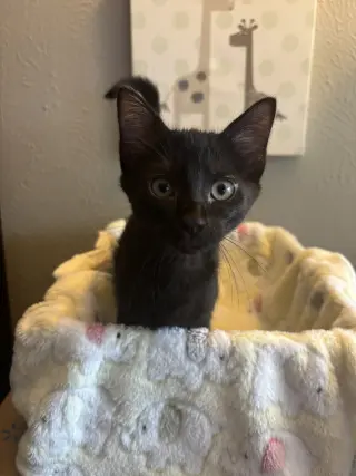 Purrty Love