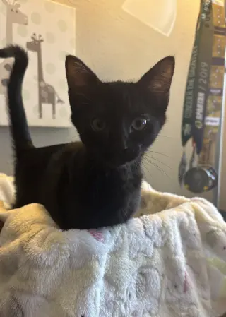 Purrty Love