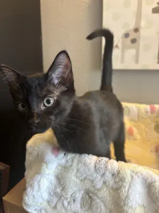 Purrty Love