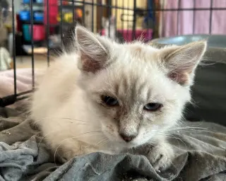 Echo