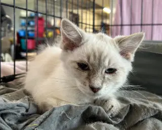 Echo