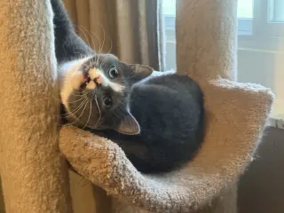 Elsa
