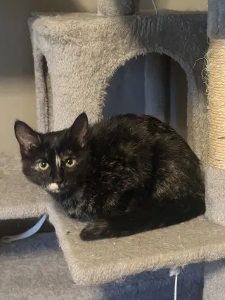 Squeak