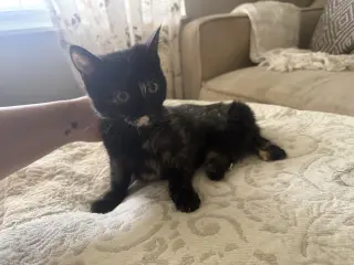 Squeak