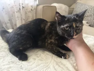 Pip