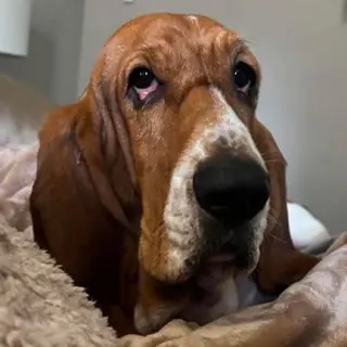 PENELOPE - ADOPTION PENDING!