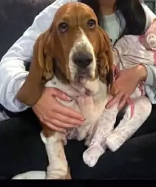 PENELOPE - ADOPTION PENDING!
