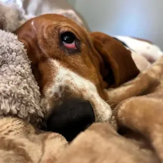 PENELOPE - ADOPTION PENDING!