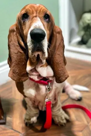 PENELOPE - ADOPTION PENDING!